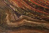 Polished Tiger Iron Stromatolite - Billion Years #129463-1